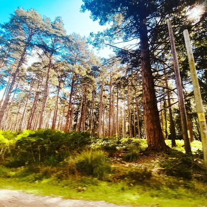 New Forest, Hampshire, UK
