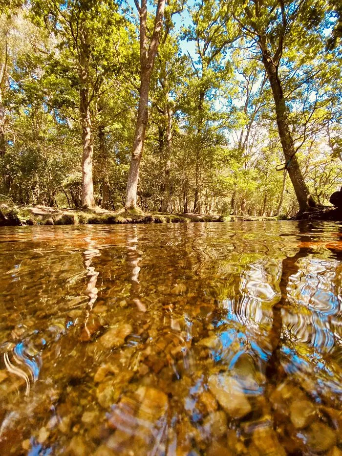 New Forest, Hampshire UK