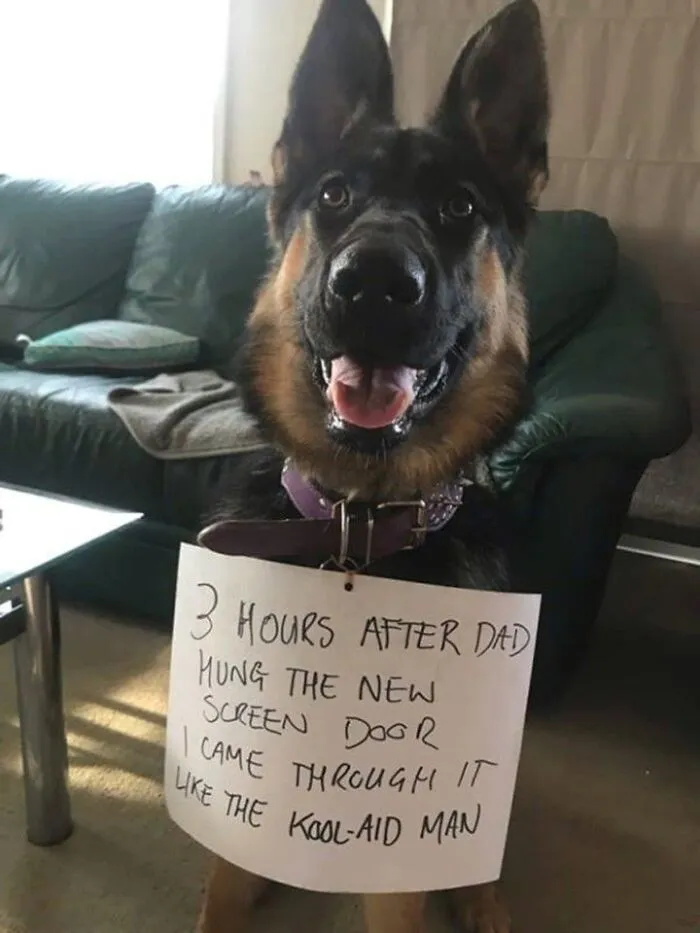 The Determined Doggo!