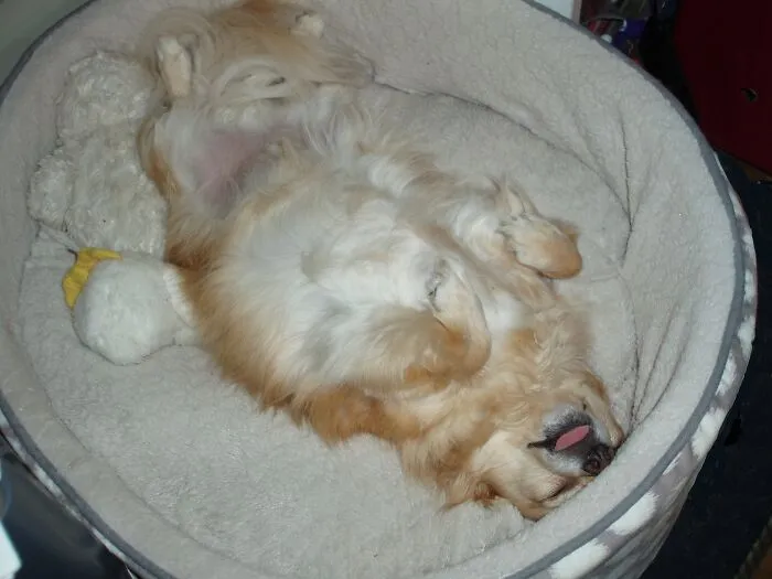 Tiki Sound Asleep, Tongue Out And Belly To The World.