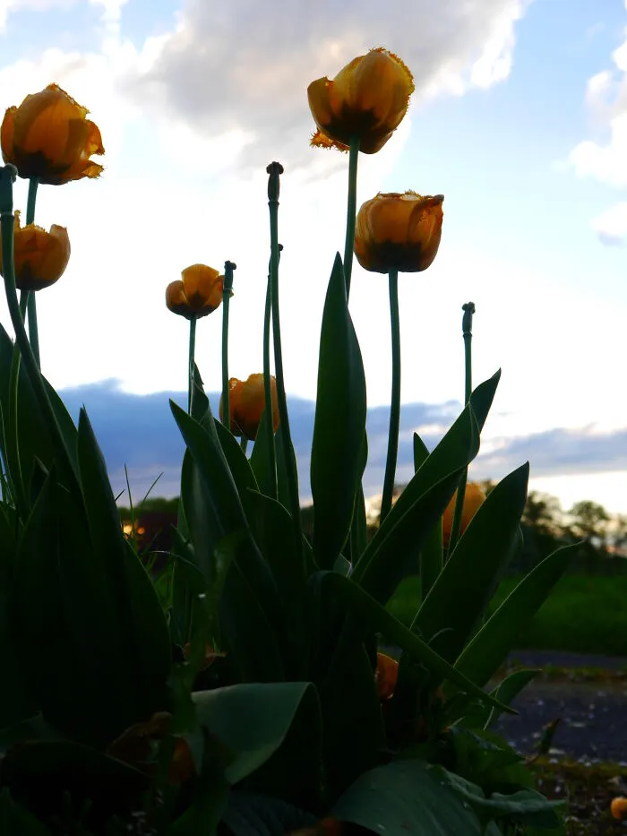 Tulips