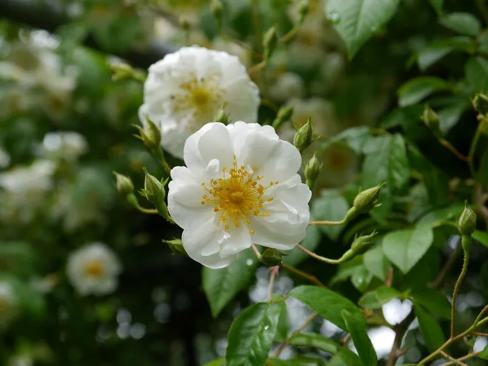 Bobby James Rose In Bloom
