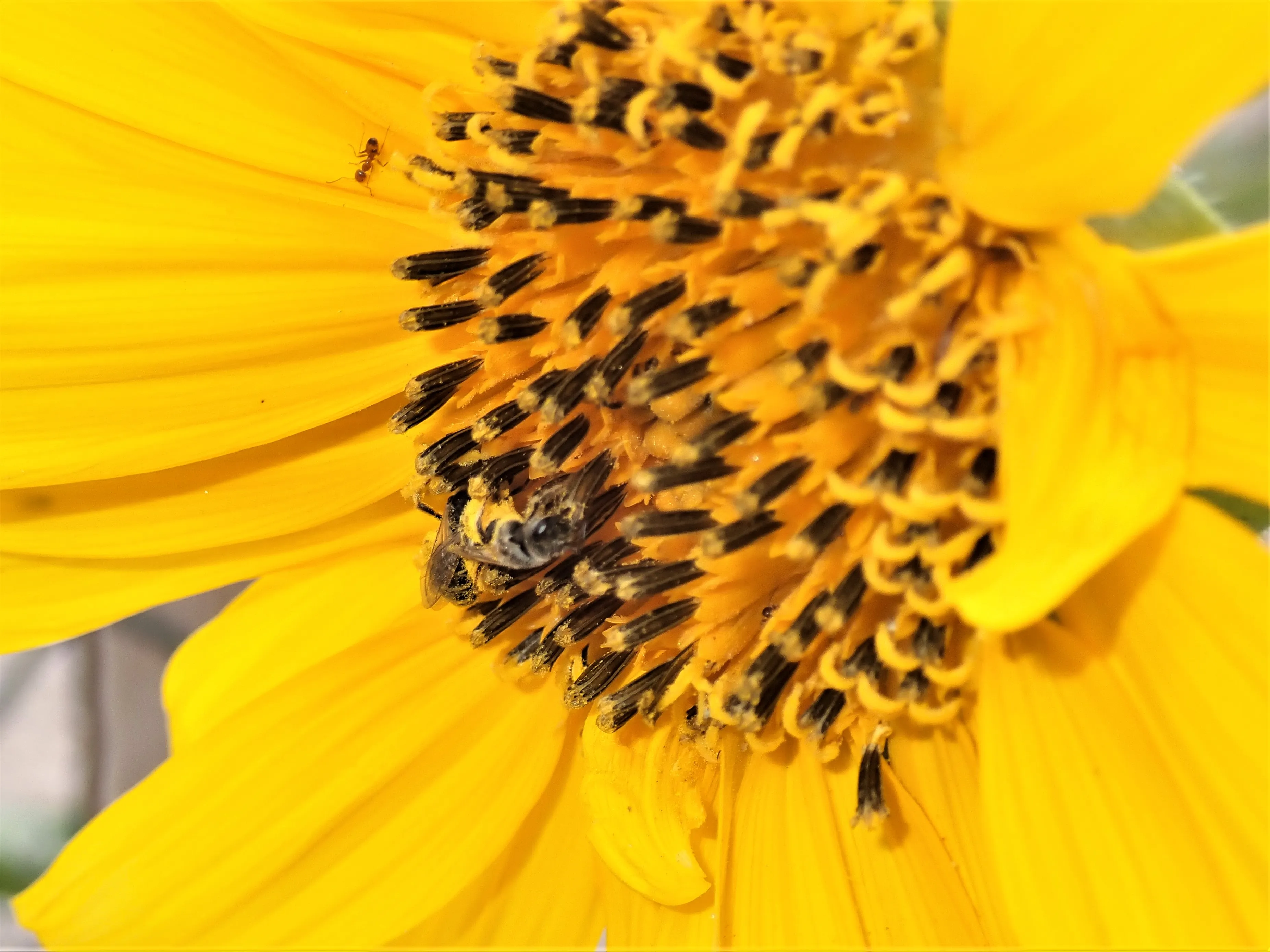 Bees At Work