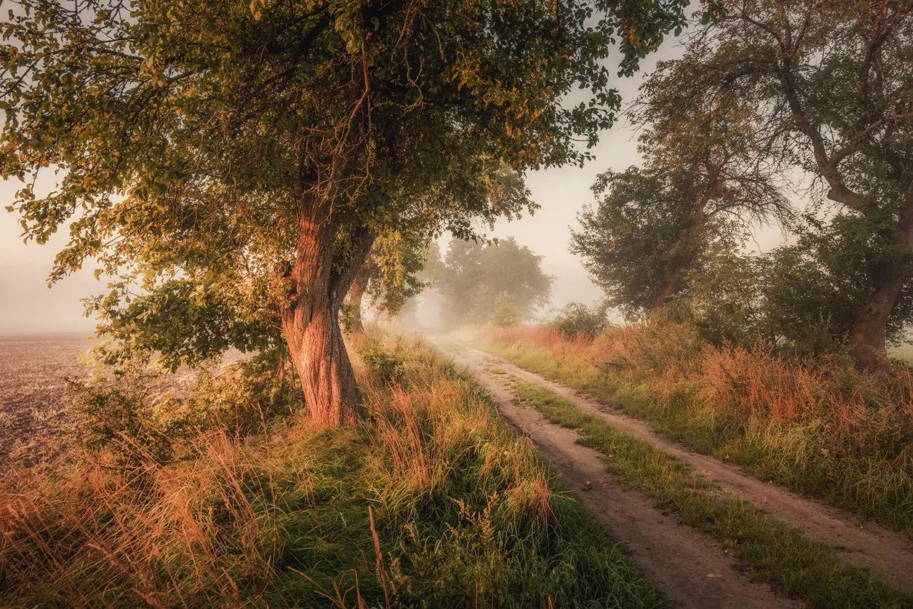 I've Visited A Field Road From My Childhood And It Turned Into A Dream