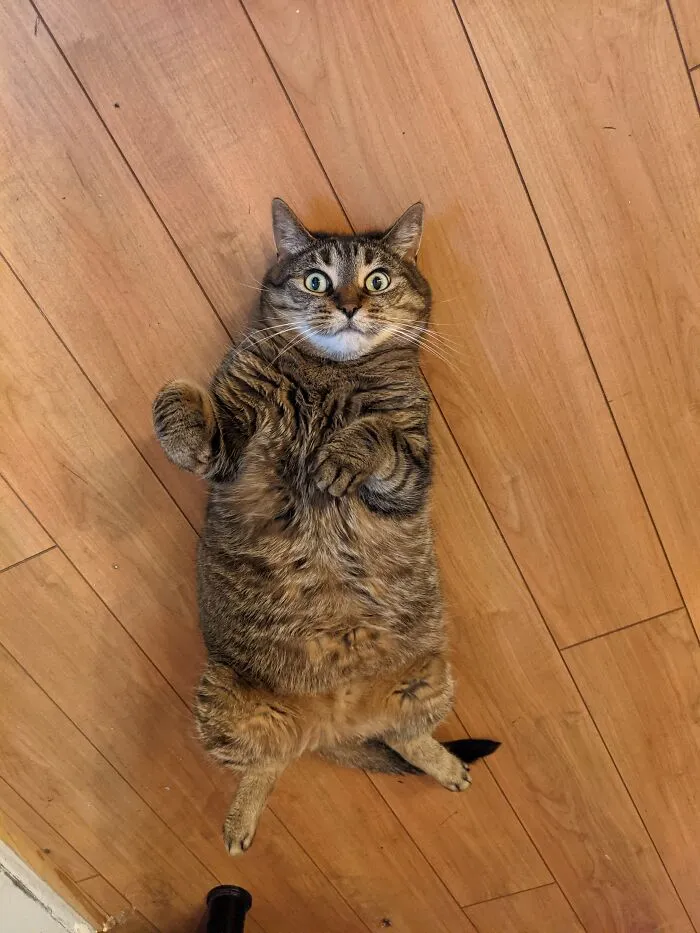 Derpy Poucette