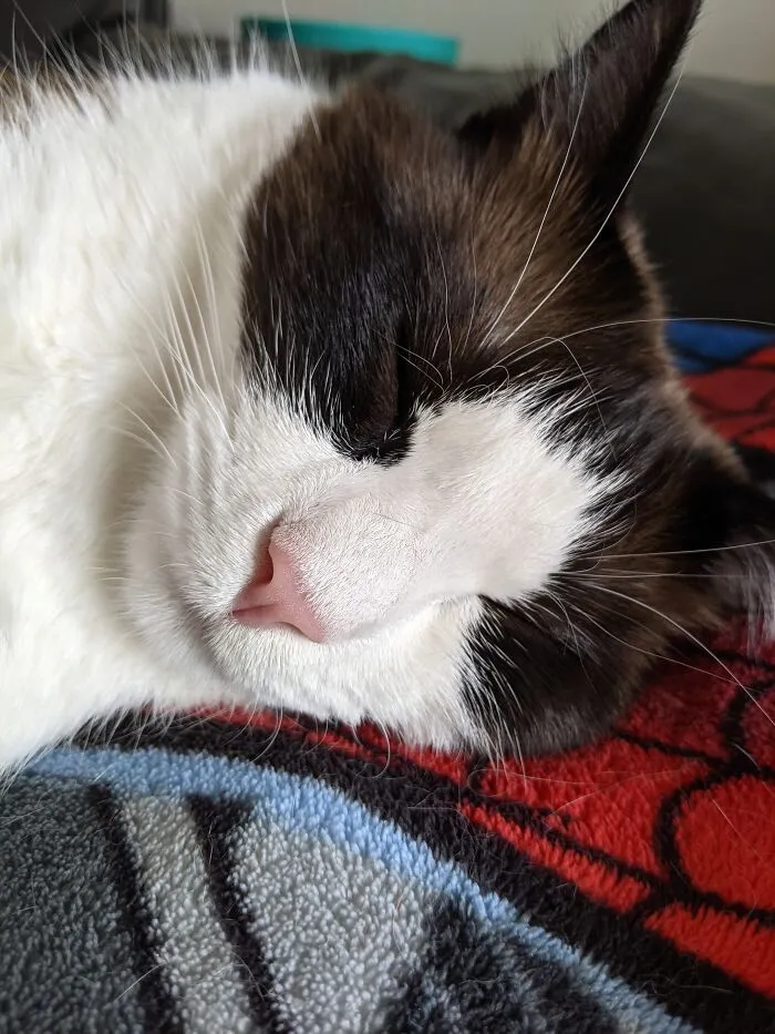 My Handsome Muffin, Doing A Snooze