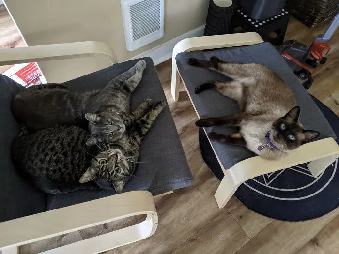Rare Photo Of All Three Together! (Big Boy) Loki, (Small Boy) Torsten, And (Siamese Boy) Kitkat!