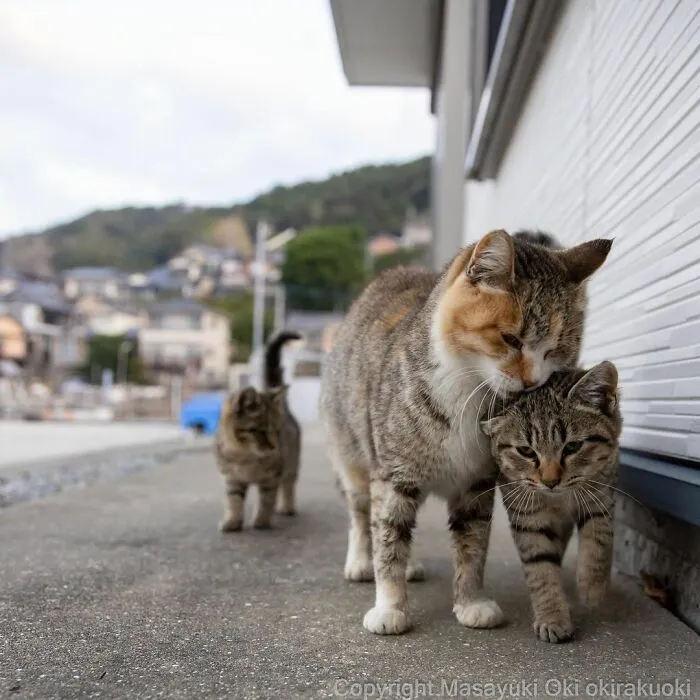 40 Extremely Funny And Cute Pictures Of Japan's Stray Cats By Masayuki Oki (New Pics)