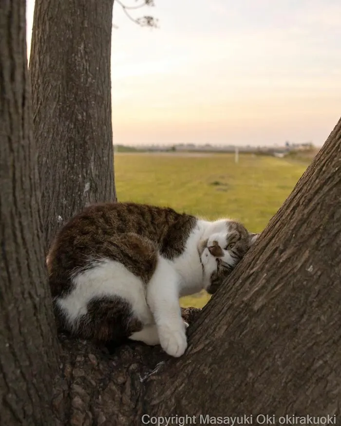 40 Extremely Funny And Cute Pictures Of Japan's Stray Cats By Masayuki Oki (New Pics)
