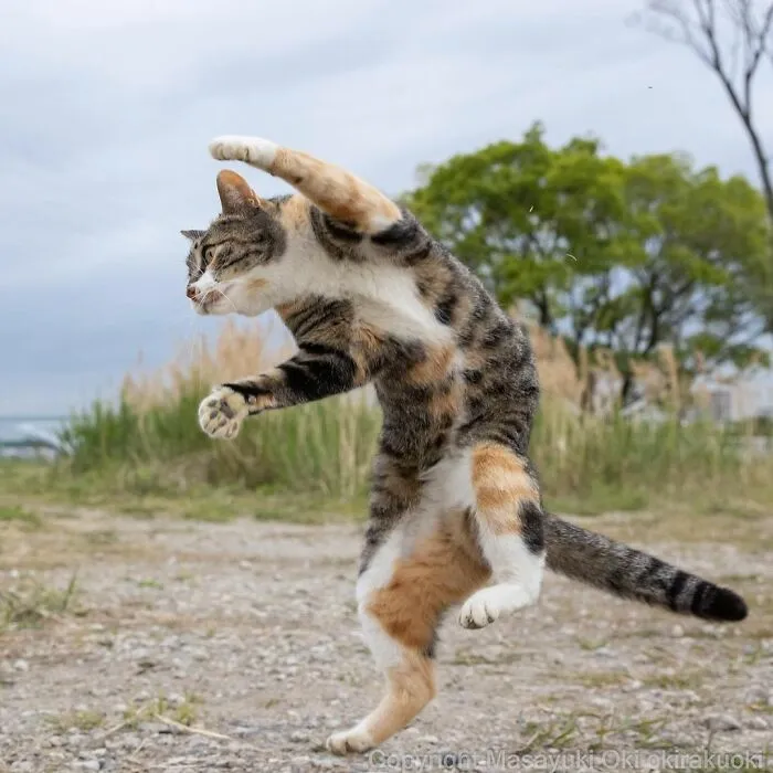 40 Extremely Funny And Cute Pictures Of Japan's Stray Cats By Masayuki Oki (New Pics)