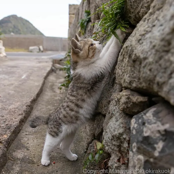 40 Extremely Funny And Cute Pictures Of Japan's Stray Cats By Masayuki Oki (New Pics)