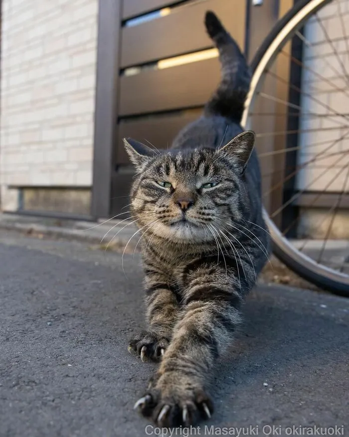 40 Extremely Funny And Cute Pictures Of Japan's Stray Cats By Masayuki Oki (New Pics)