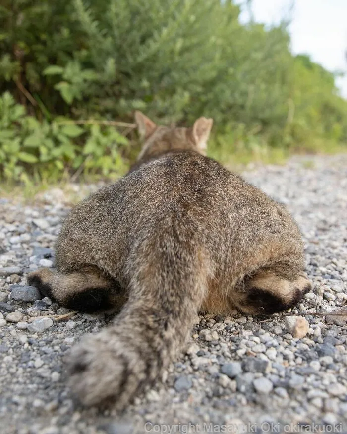 40 Extremely Funny And Cute Pictures Of Japan's Stray Cats By Masayuki Oki (New Pics)