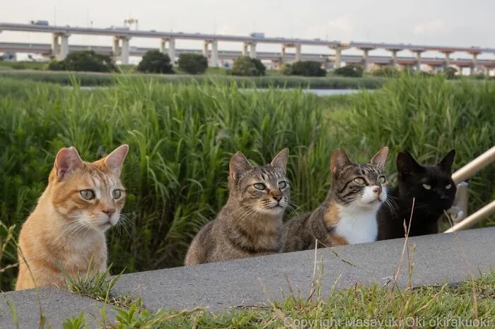 40 Extremely Funny And Cute Pictures Of Japan's Stray Cats By Masayuki Oki (New Pics)