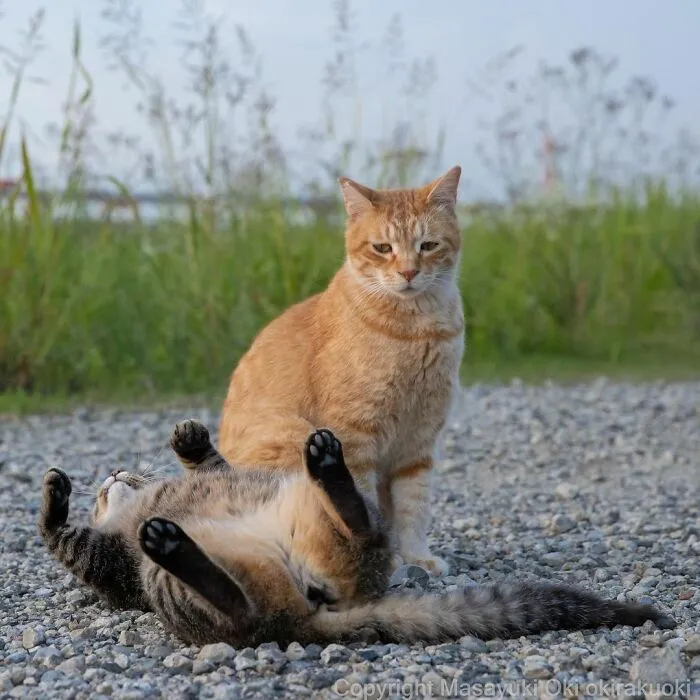 40 Extremely Funny And Cute Pictures Of Japan's Stray Cats By Masayuki Oki (New Pics)