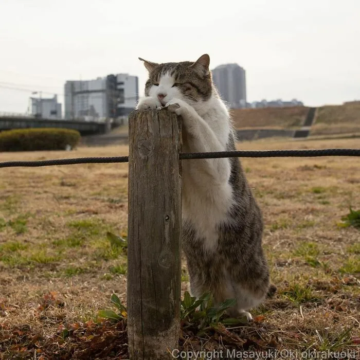 40 Extremely Funny And Cute Pictures Of Japan's Stray Cats By Masayuki Oki (New Pics)
