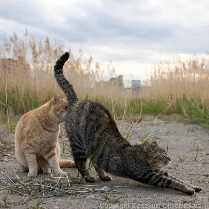 40 Extremely Funny And Cute Pictures Of Japan's Stray Cats By Masayuki Oki (New Pics)