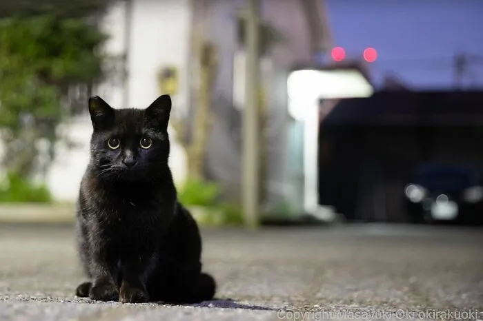40 Extremely Funny And Cute Pictures Of Japan's Stray Cats By Masayuki Oki (New Pics)