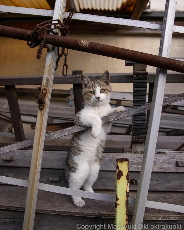 40 Extremely Funny And Cute Pictures Of Japan's Stray Cats By Masayuki Oki (New Pics)