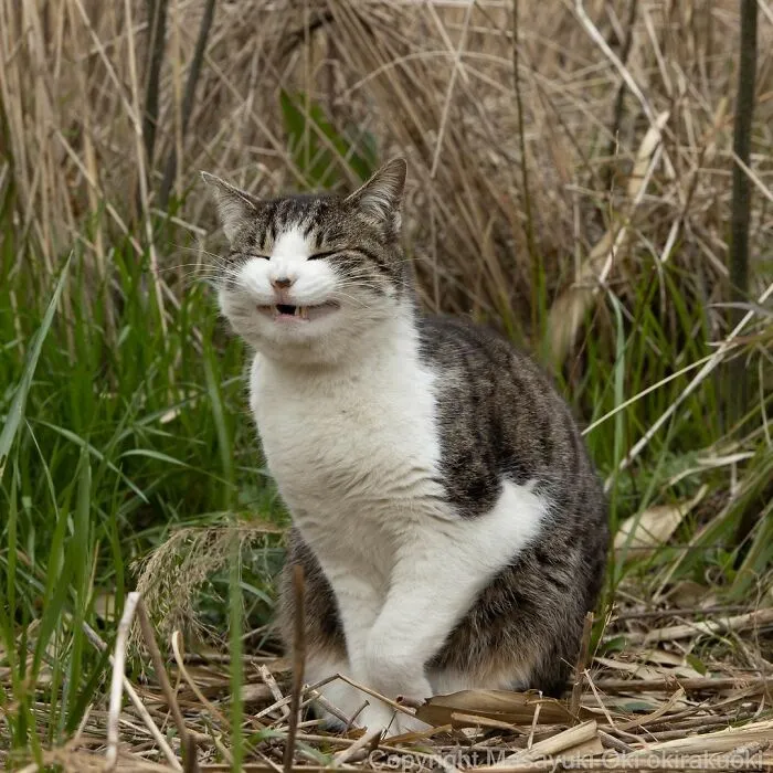 40 Extremely Funny And Cute Pictures Of Japan's Stray Cats By Masayuki Oki (New Pics)