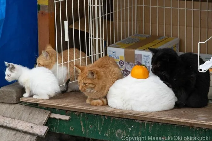 40 Extremely Funny And Cute Pictures Of Japan's Stray Cats By Masayuki Oki (New Pics)