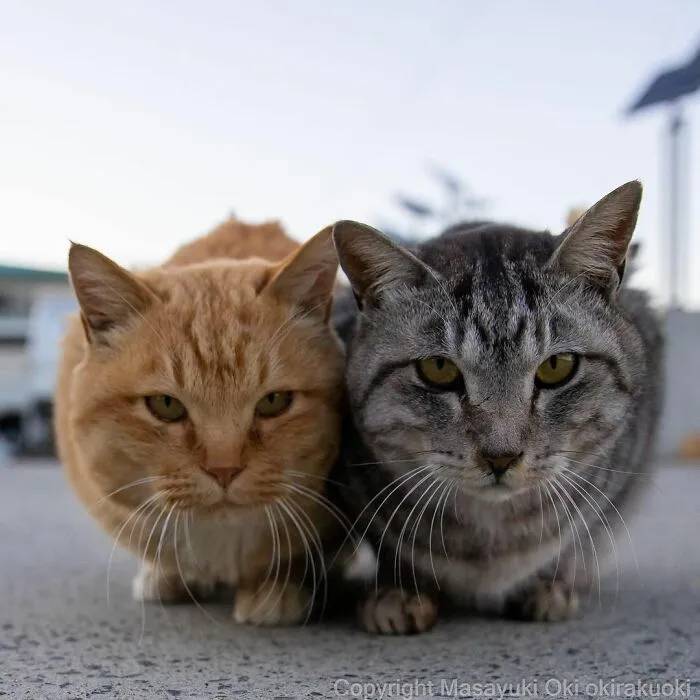 40 Extremely Funny And Cute Pictures Of Japan's Stray Cats By Masayuki Oki (New Pics)