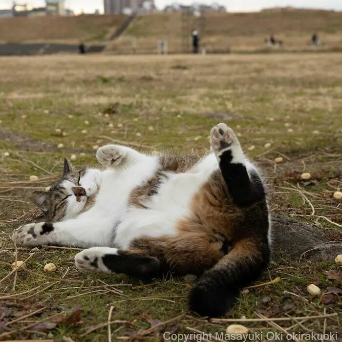 40 Extremely Funny And Cute Pictures Of Japan's Stray Cats By Masayuki Oki (New Pics)