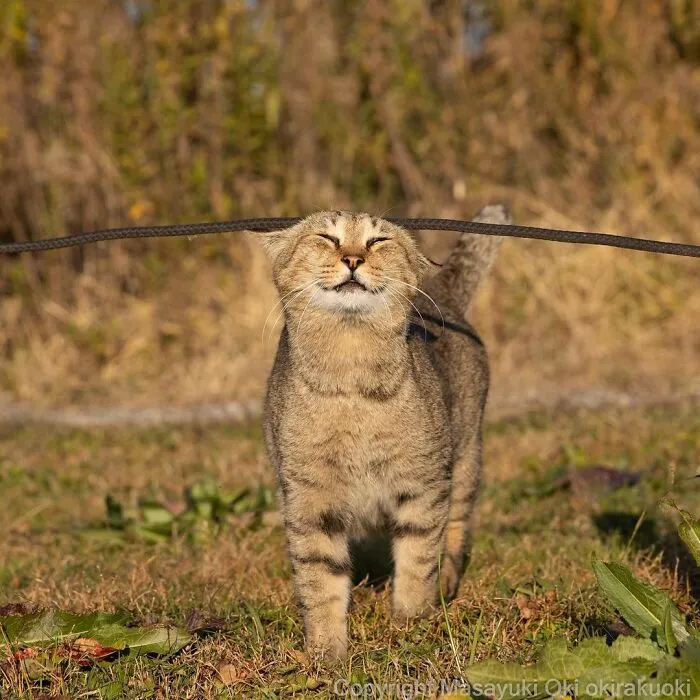 40 Extremely Funny And Cute Pictures Of Japan's Stray Cats By Masayuki Oki (New Pics)