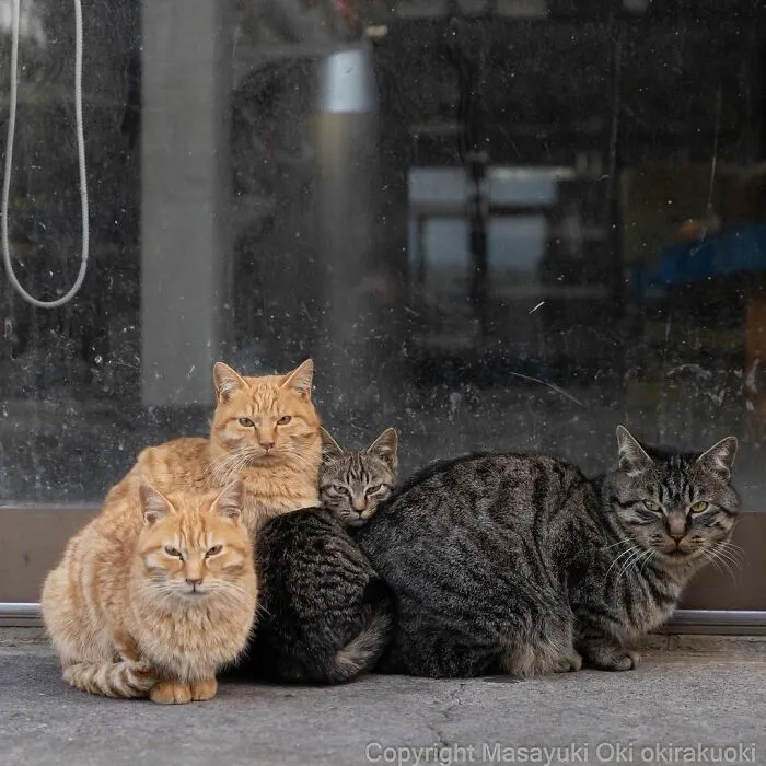 40 Extremely Funny And Cute Pictures Of Japan's Stray Cats By Masayuki Oki (New Pics)