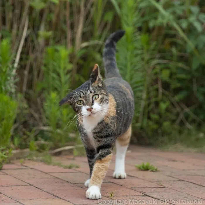 40 Extremely Funny And Cute Pictures Of Japan's Stray Cats By Masayuki Oki (New Pics)