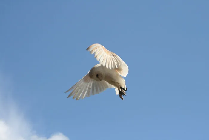 Jo The Barn Owl