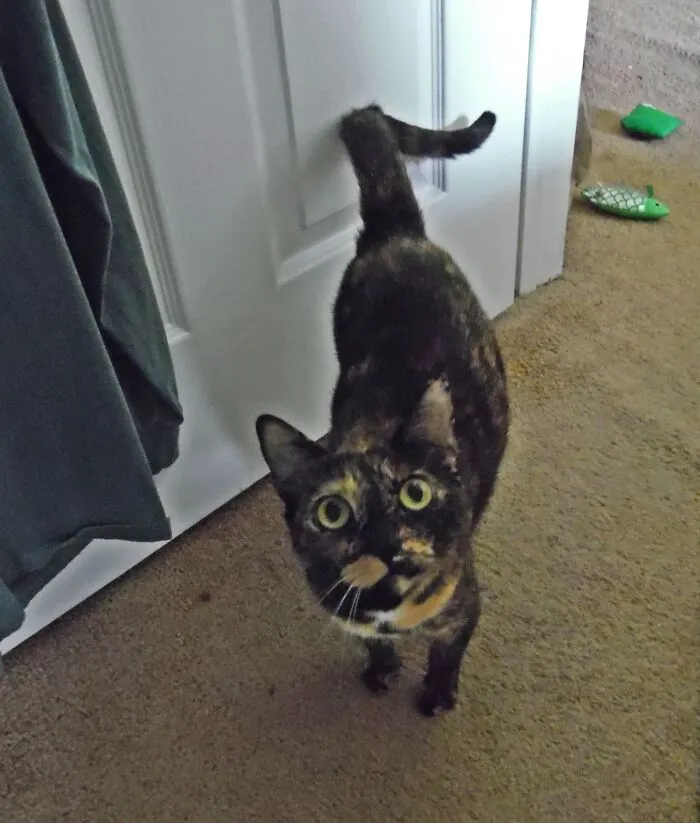 Looking Directly Into Your Eyes...