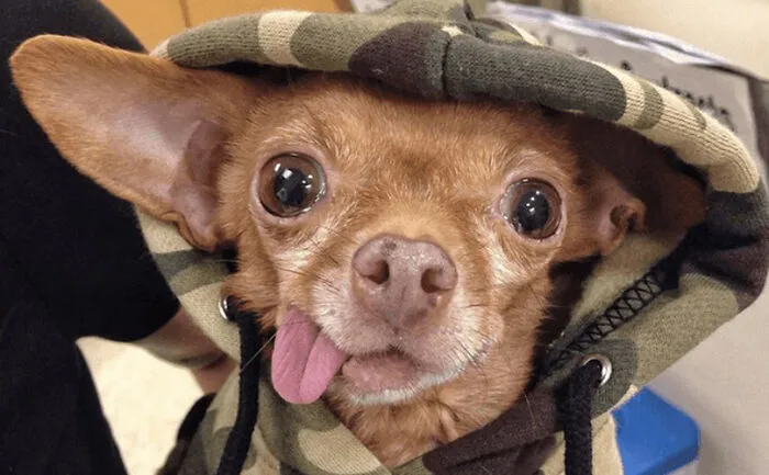 Derpiness Overload