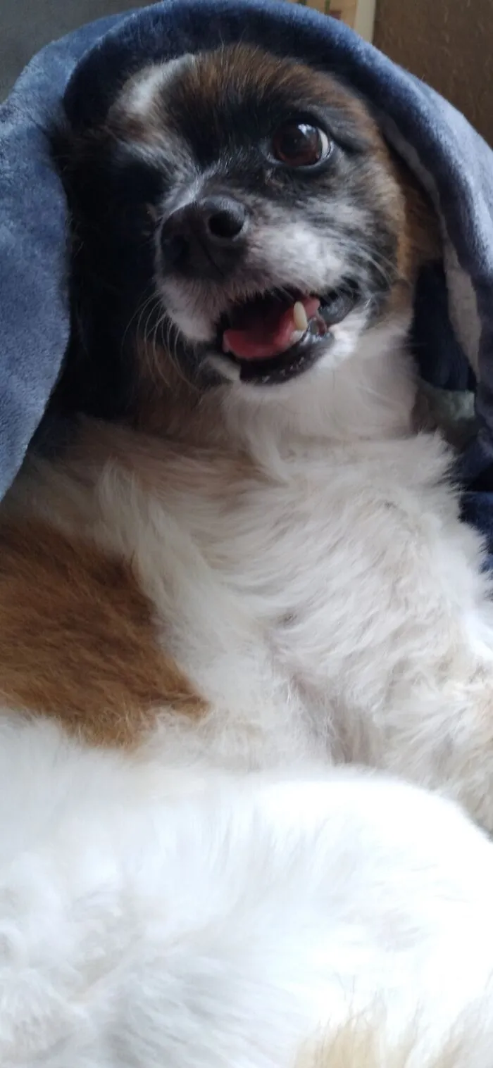 Jojo Peeking Out Of The Blanket After A "Nesting Frenzy" She's Panting From Kicking Up The Blankets Lol
