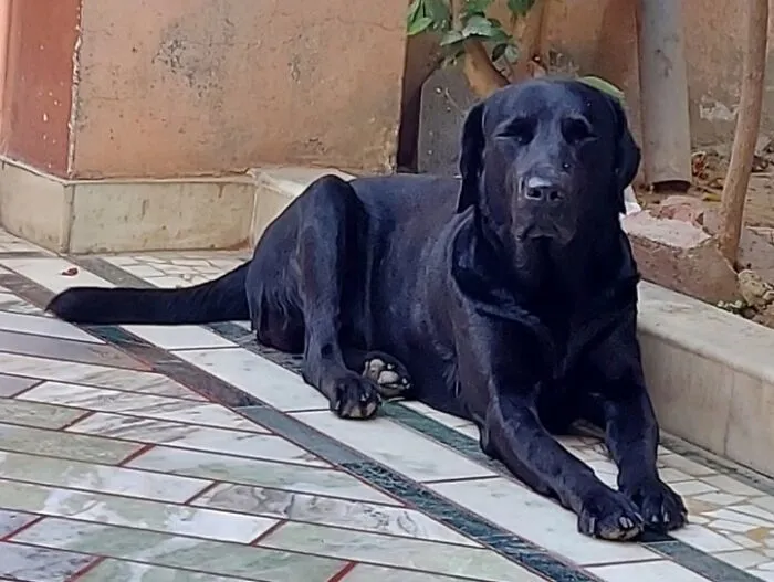 Jumbo Likes To Spend His Evenings By The Garden