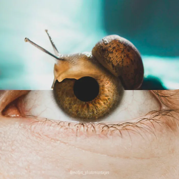 Sn-Eye-L