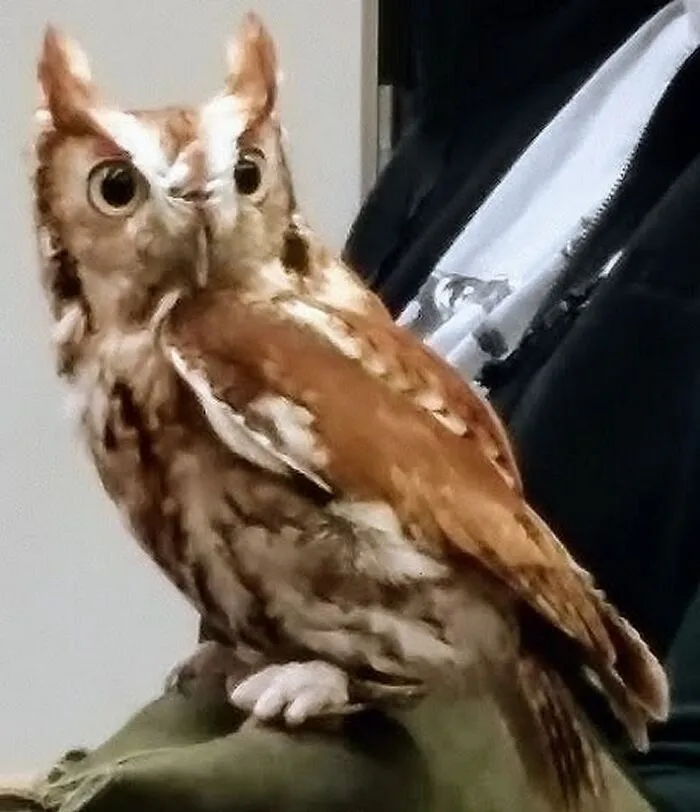 This Is Sparro (A Screech Owl I Am Rehabbing) Who Lost The Toes On Her Left Foot Due To Getting Tangled In Fishing Line.   This Is Her "Wtf" Look When I'm Taking Too Long To Get Her Dinner.  Then She Won't Eat It Until I Go Away, To Punish Me.  :)