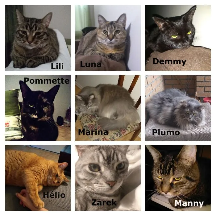 My Furkids, All In One Go.
