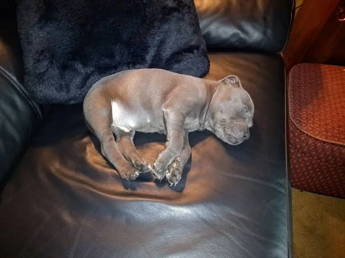 Ted - Blue Staffy Pup - Having A Snooze ...