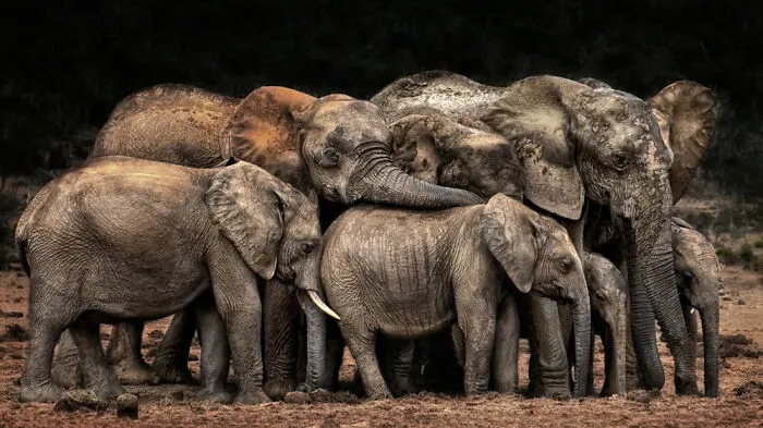 Animals – Category Winner By Josef Schwarz. Der Clan Kuschelt