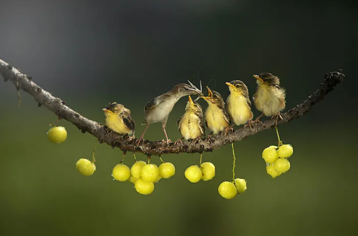 Animals – Dikye Ariani. Mother's Love