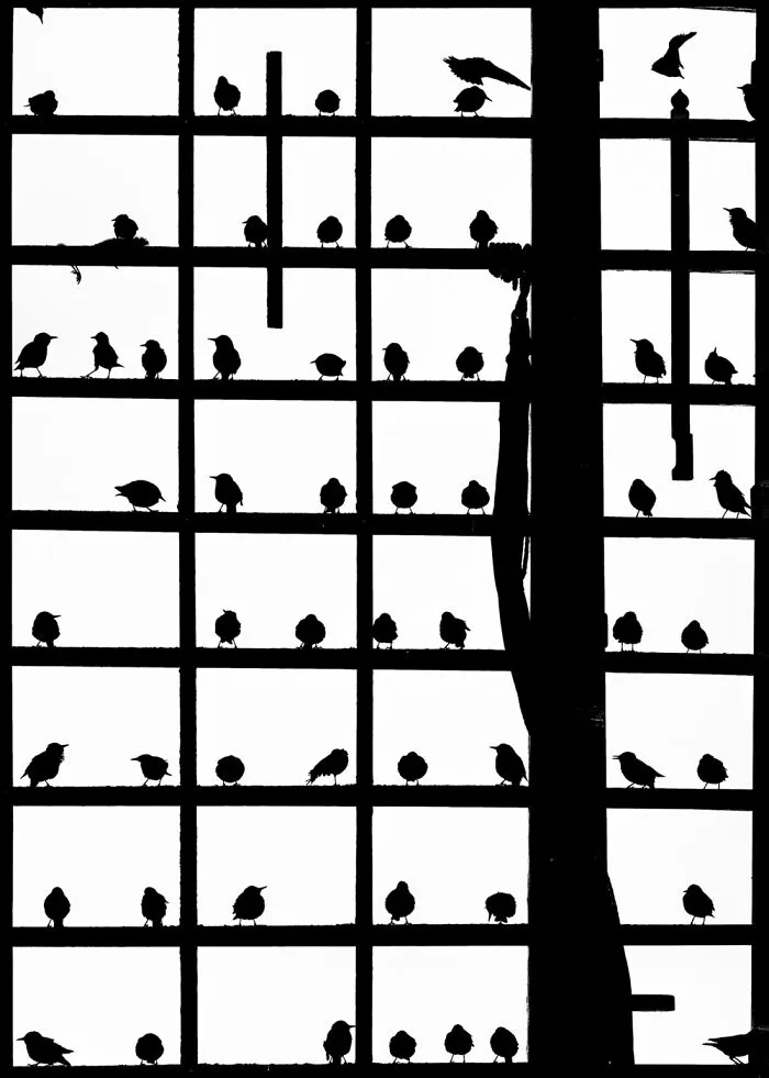 Animals – Robert Sommer. Einzelzimmer Frei