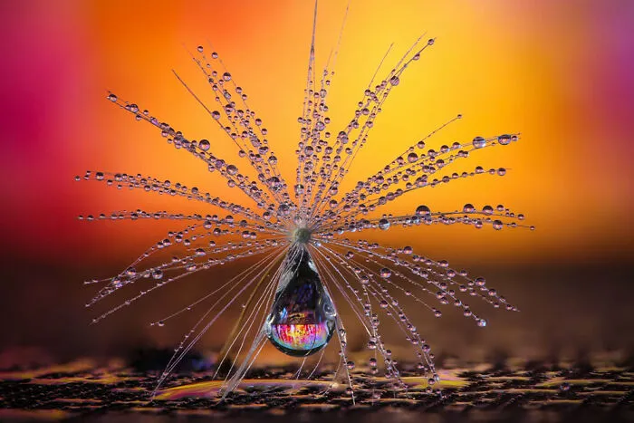 Nature – Category Winner By Petra Jung. Pusteblumen-Schirmchen