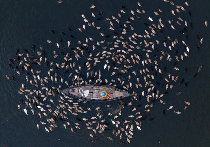Aerial Photos – Best Entry By Sultan Ahmed Niloy. Ducks Feeding