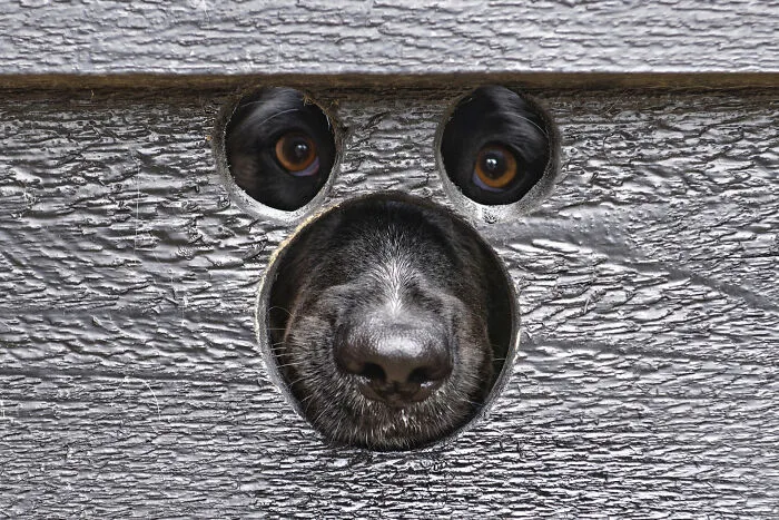 Animals - By Tilly Meijer. Kiekeboe