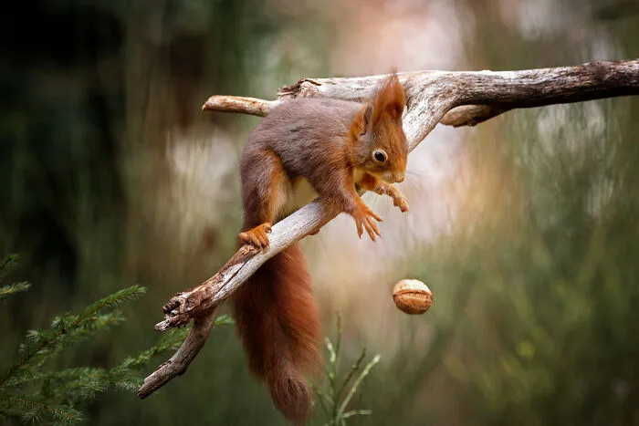 Animals - By Doris Dörfler-Asmus. Ohhhh Nein