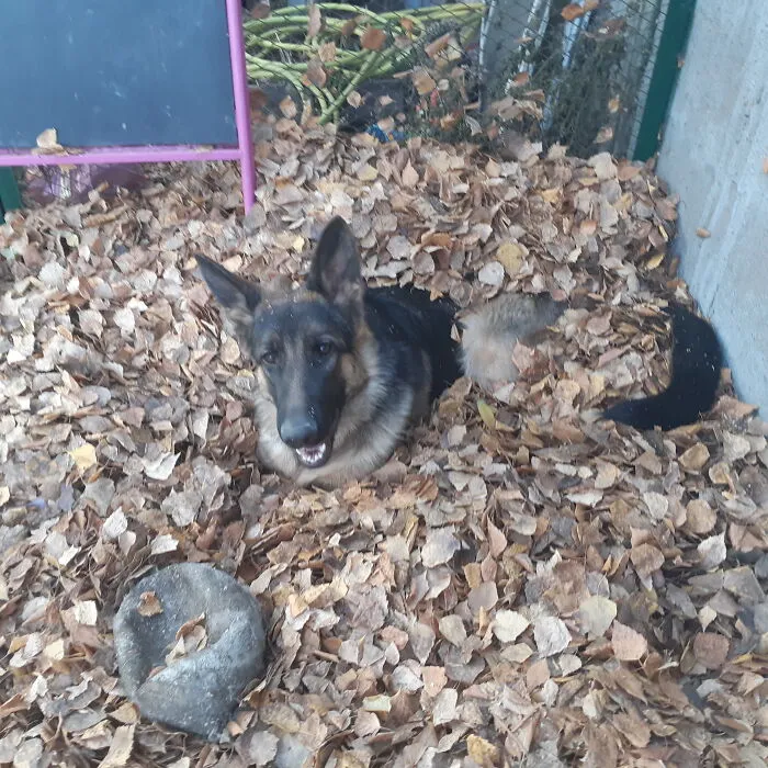 As It Turned Out, A Bunch Of Leaves Is Needed In Order To Sit There