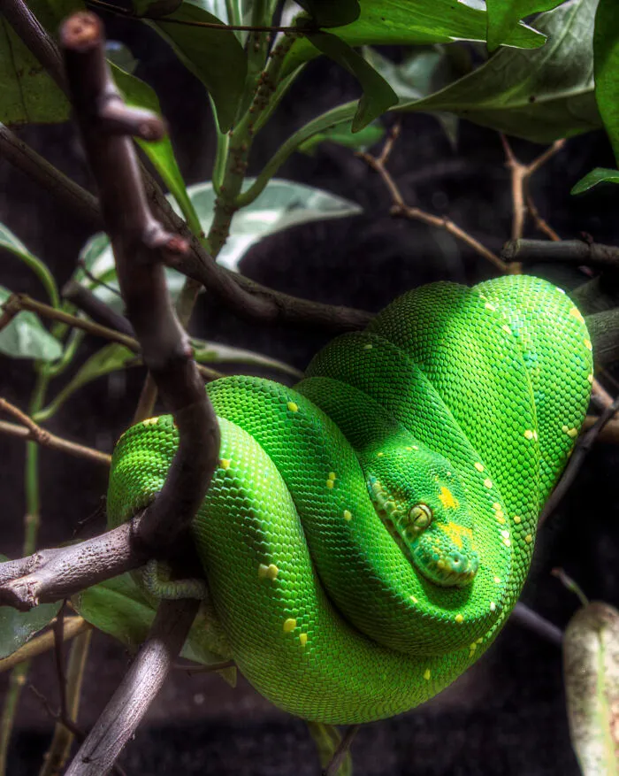 Tree Python In Berlin Zoo