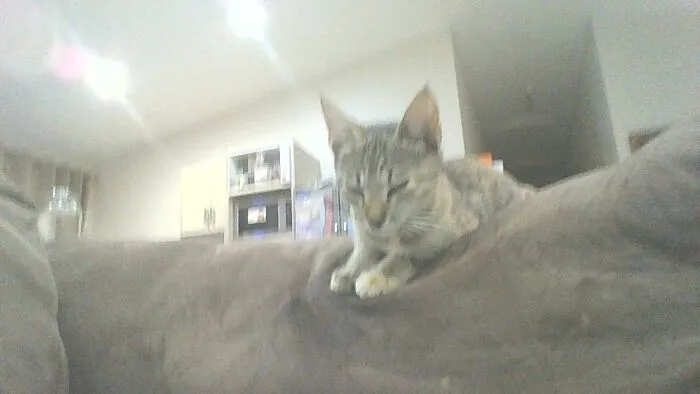 Evul Cat