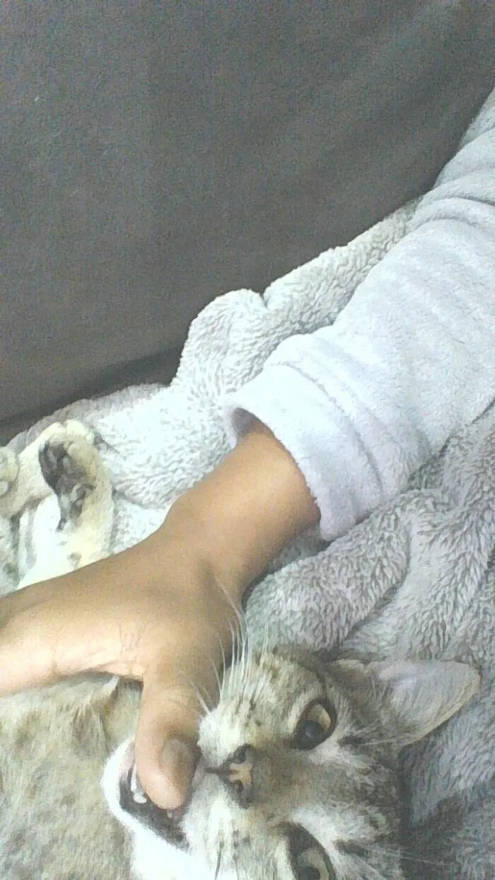 Hi, I'm Queenie. I Like To Bite My Owner When She Pats Me. *and* Battle Her Dad. All The Time.